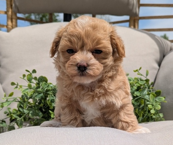 Medium Photo #6 Maltipoo Puppy For Sale in GOSHEN, IN, USA