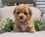 Small #5 Maltipoo