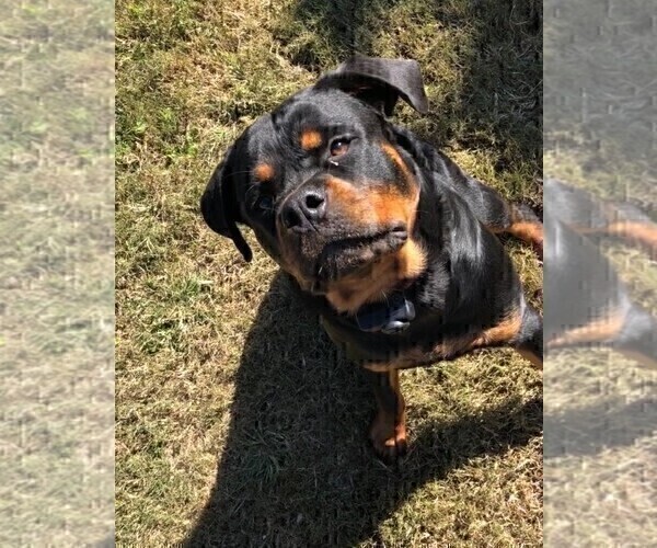 Medium Photo #18 Rottweiler Puppy For Sale in VONORE, TN, USA