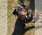 Small #17 Rottweiler