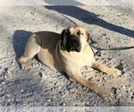 Small Photo #49 Boerboel Puppy For Sale in LAS CRUCES, NM, USA