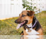 Small #8 Beagle-Collie Mix