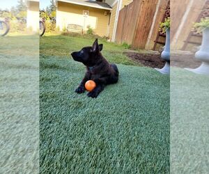 German Shepherd Dog Puppy for sale in ALGONA, WA, USA