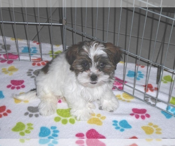 Medium Photo #12 Shorkie Tzu Puppy For Sale in ORO VALLEY, AZ, USA