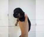 Puppy BlkTan M 1 French Bulldog