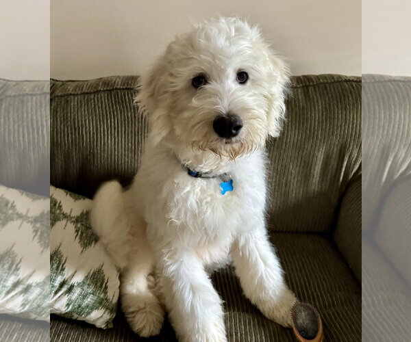 Medium Photo #5 Poodle (Standard)-Unknown Mix Puppy For Sale in Plainfield, IL, USA