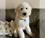 Small #4 Poodle (Standard) Mix