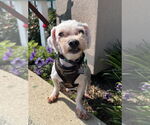 Small #5 Maltese Mix