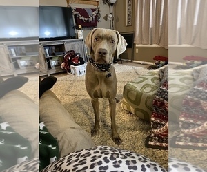 Father of the Weimaraner puppies born on 12/21/2021