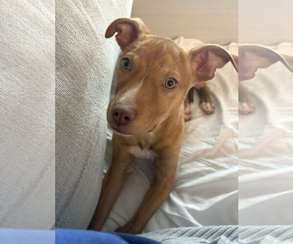 Medium Photo #1 Mutt Puppy For Sale in Woodbury, NY, USA