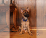 Small Photo #1 German Shepherd Dog Puppy For Sale in MOUNTAIN CITY, TN, USA
