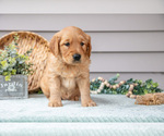 Small #2 Golden Retriever