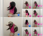 Small Great Dane