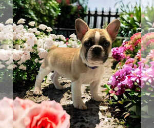 French Bulldog Puppy for sale in SALEM, OR, USA