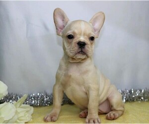 French Bulldog Puppy for sale in FREDERICKSBG, OH, USA