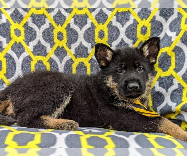 Medium Photo #4 German Shepherd Dog Puppy For Sale in NEW PROVIDENCE, PA, USA