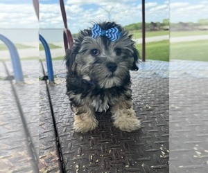 Maltipoo Puppy for sale in LANCASTER, MO, USA