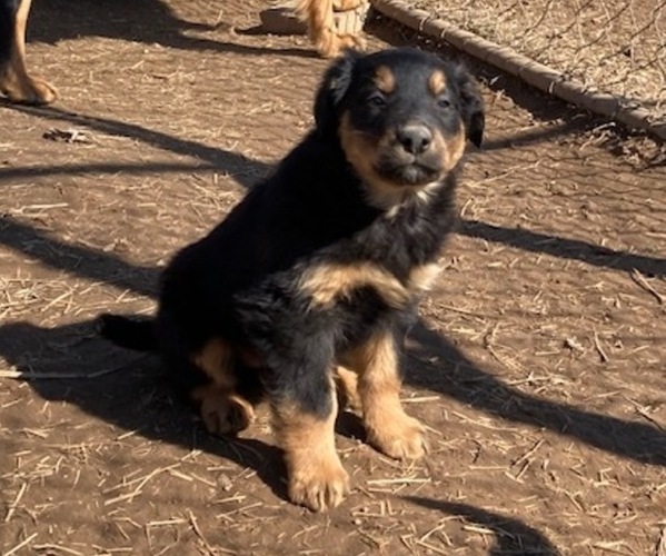 Medium Photo #1 English Shepherd Puppy For Sale in WAYNESBORO, TN, USA