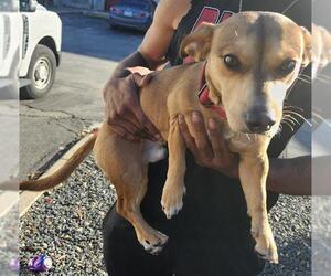 Chiweenie Dogs for adoption in San Antonio, TX, USA