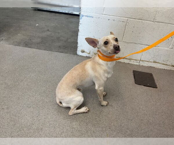 Medium Photo #1 Chihuahua Puppy For Sale in San Bernardino, CA, USA