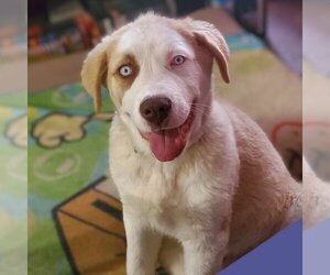 Great Pyrenees-Unknown Mix Dogs for adoption in Vail, AZ, USA