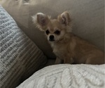 Small #3 Chihuahua