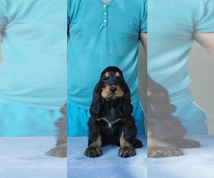 English Cocker Spaniel Puppy for sale in Podgorica, Podgorica, Montenegro