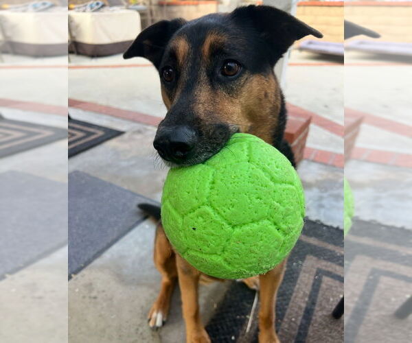 Medium Photo #4 Mutt Puppy For Sale in Dana Point, CA, USA