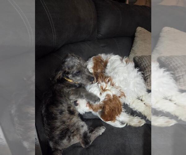 Medium Photo #2 Mutt Puppy For Sale in Brooklyn Center, MN, USA