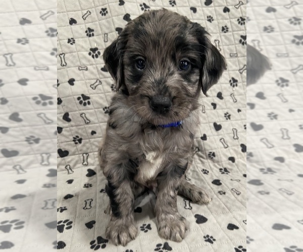 Medium Photo #1 Goldendoodle Puppy For Sale in CENTURIA, WI, USA