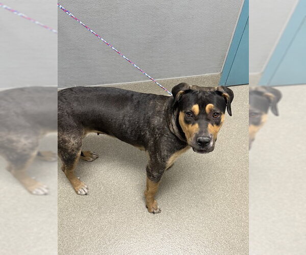 Medium Photo #1 Rottweiler-Unknown Mix Puppy For Sale in Las Vegas, NV, USA