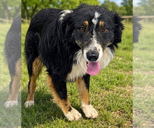 Australian Shepherd-Unknown Mix Dogs for adoption in Salt Lake City, UT, USA