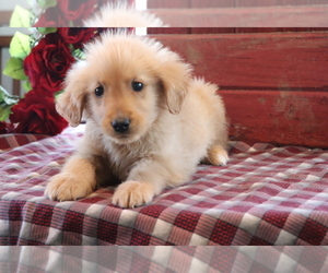 Golden Retriever Puppy for sale in SHILOH, OH, USA