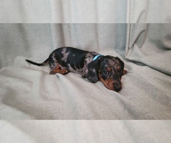 Medium Photo #3 Dachshund Puppy For Sale in MUSCOY, CA, USA