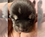 Small #1 Pomsky-Shiba Inu Mix