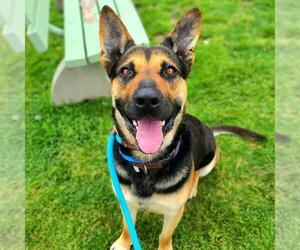 German Shepherd Dog Dogs for adoption in Long Beach, CA, USA