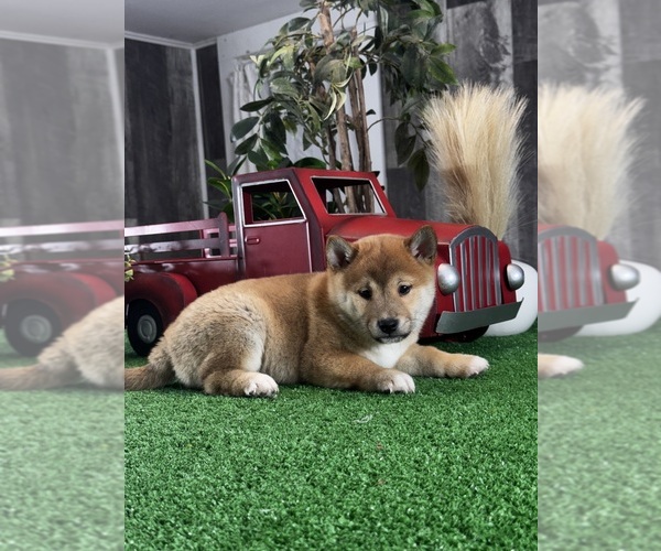 Medium Photo #1 Shiba Inu Puppy For Sale in CANOGA, NY, USA