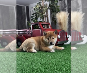 Shiba Inu Puppy for sale in CANOGA, NY, USA