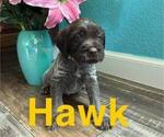 Puppy 1 Wirehaired Pointing Griffon