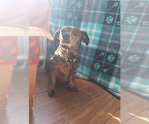 Dachshund-Unknown Mix Dogs for adoption in Fuquay-Varina, NC, USA