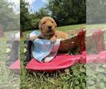 Puppy PURPLE Golden Retriever