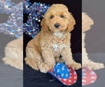 Puppy Colorado Australian Labradoodle