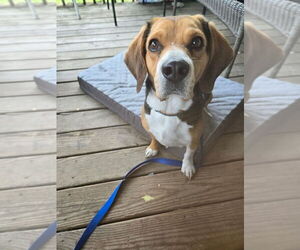 Beagle Dogs for adoption in Aurora, IN, USA