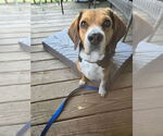 Small Beagle