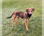 Small #4 Doberman Pinscher Mix