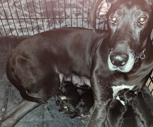 Mother of the Great Dane puppies born on 12/12/2022