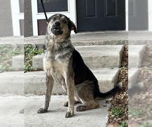 Mutt Dogs for adoption in San Antonio, TX, USA