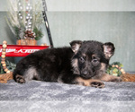 Small #1 German Shepherd Dog