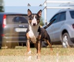 Small Photo #1 Miniature Bull Terrier Puppy For Sale in Dnipro, Dnipro, Ukraine