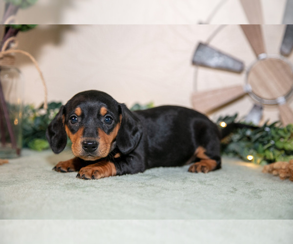 Medium Photo #3 Dachshund Puppy For Sale in NAPPANEE, IN, USA